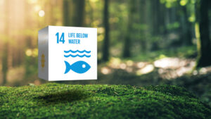 Sustainable Development 14 Life Below Water in Moss Forrest Background Motion Graphic Animation 17 Global Goals Concept Cube Design