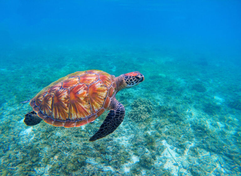 479-5-turtle